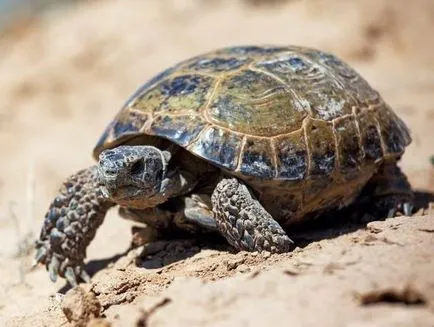 Az oktatási tevékenységek területén a „tudás” (ökológia) „figyelem! Turtle! 