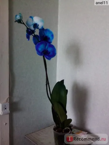 Orchid phalaenopsis - „Blue Orchid létezik, vagy nem az én beteg, mennyit szenvedett