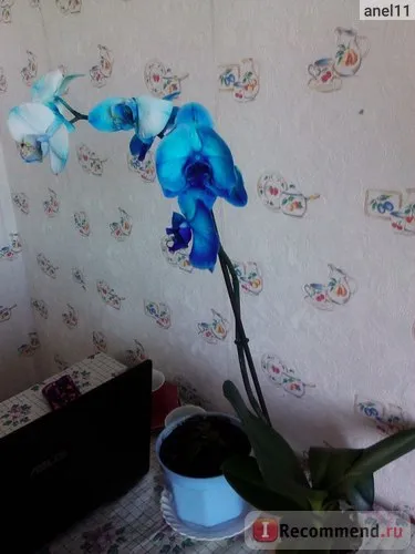 Orchid phalaenopsis - „Blue Orchid létezik, vagy nem az én beteg, mennyit szenvedett