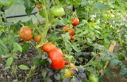 описание на сорт домати 