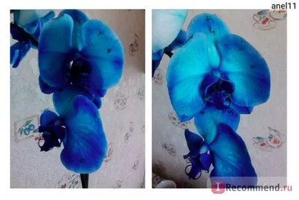 Orhidee Phalaenopsis - „Blue Orchid există sau nu-mi sufferer, cât de mult a suferit