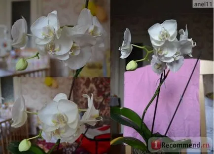 Orchid Phalaenopsis - 