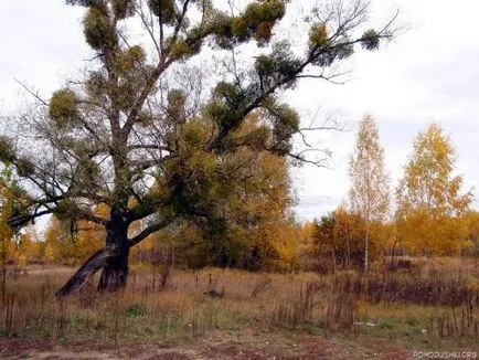 Vascul magie, vrăjitorie