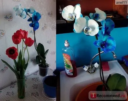 Orchid phalaenopsis - „Blue Orchid létezik, vagy nem az én beteg, mennyit szenvedett