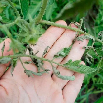 Îngrășăminte organice pentru tomate