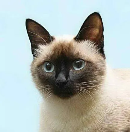 Descriere caracter Thai pisica rasa, fotografie, spre deosebire de siameza