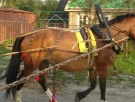 A legfontosabb része a kábelköteg a ló és népszerű stílusok lószerszám