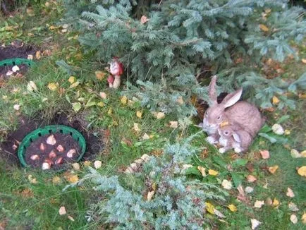 Есен засаждане на луковици на цветя в кошница