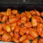 îngrijire Habanero și cultivarea în casă