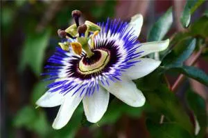 Floarea pasiunii (Passiflora)