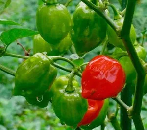 Pepper „habanero” osztályú funkciók, tippeket és trükköket a növénytermesztés