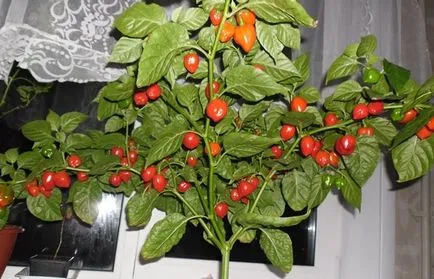 îngrijire Habanero și cultivarea în casă