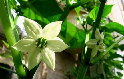 Pepper „habanero” osztályú funkciók, tippeket és trükköket a növénytermesztés