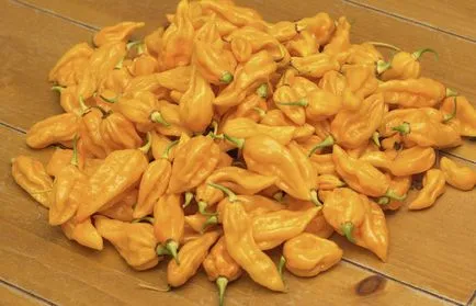 Pepper „habanero” osztályú funkciók, tippeket és trükköket a növénytermesztés