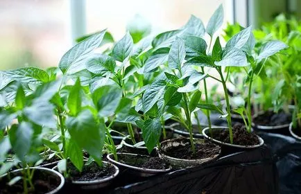 Pepper „habanero” osztályú funkciók, tippeket és trükköket a növénytermesztés