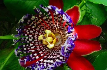 Passionflower (Passiflora), îngrijire, tipuri, fotografii