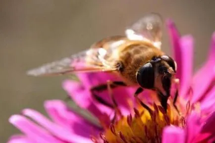 Пчелен прашец използване като лекарствени средства и козметични
