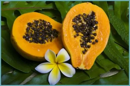 Papaya hasznos tulajdonságok, fotó növények növekvő