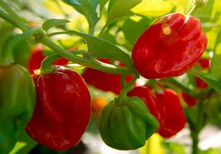 Pepper „habanero” osztályú funkciók, tippeket és trükköket a növénytermesztés