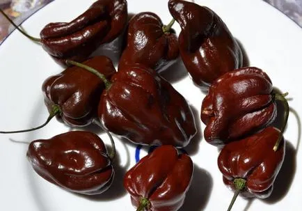 Pepper „habanero” osztályú funkciók, tippeket és trükköket a növénytermesztés