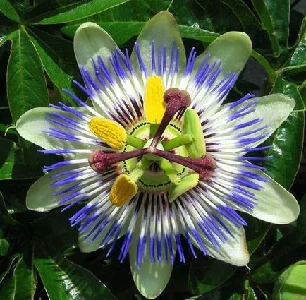 Passionflower (Passiflora), îngrijire, tipuri, fotografii