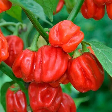 îngrijire Habanero și cultivarea în casă