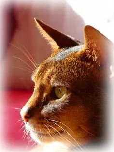 Abyssinians de putere