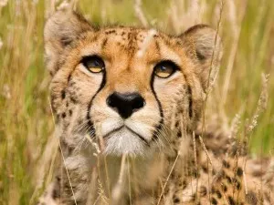 De ce ghepard rulează mai rapid decât alte animale, blog-ul Antona Mashnina