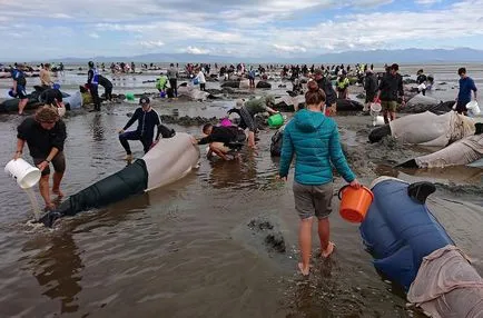 De ce delfinii sunt scoaterea pe plajă, kykyryzo