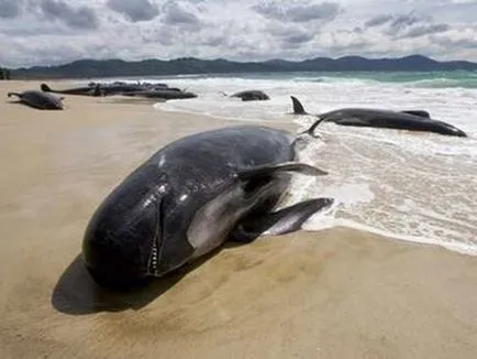 Miért delfinek beaching, kykyryzo