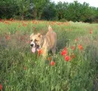Куче обучение за изложбата - Централна Азия овчарка алабай снимка, кученца, разсадници, Шепърд