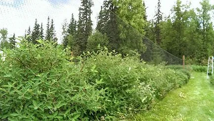 Válogatás a legjobb fajták lonc ültetése a külvárosokban, video