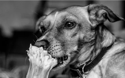Защо кучетата обичат да дъвчат костите