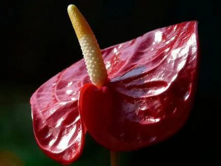 De ce nu infloreste anthurium în casă