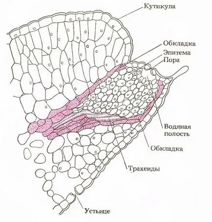 Absorbția de apă a plantelor - studopediya