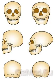 Neander-völgyi ember, tény és fikció - történelem neandervölgyi ősök