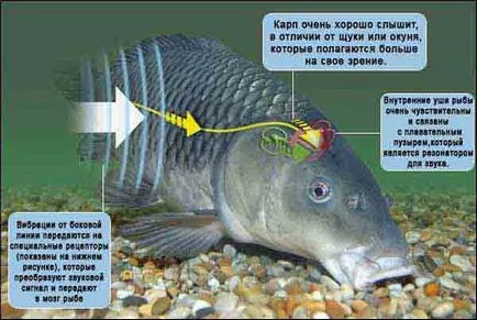 Науката за риба