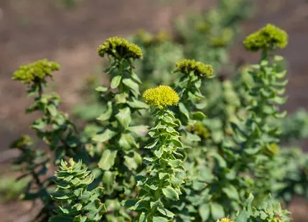 Természetes Do natura sibirica kozmetikumok - események - rendezvények - élő organikus