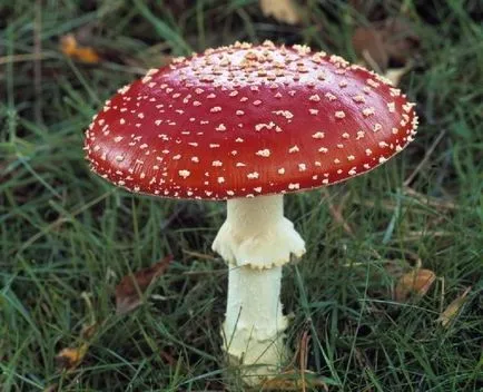 Tinktúra toadstools kezelésére közös hatásmechanizmusuk