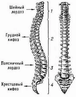 Гръбначен-двигателния сегмент (PDS гръбнака) - п - Медицински Системно център 