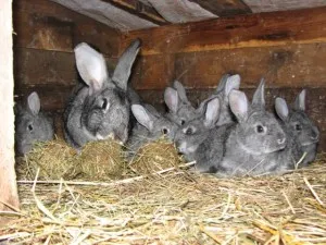 Правилното хранене sukrolnyh зайци, диета, снимки