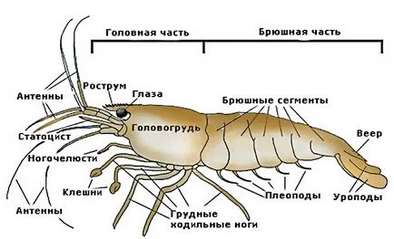 Édesvízi rák egy akváriumban