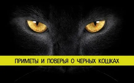 Előjelek és babonák a fekete macskák „I - tökéletesség!