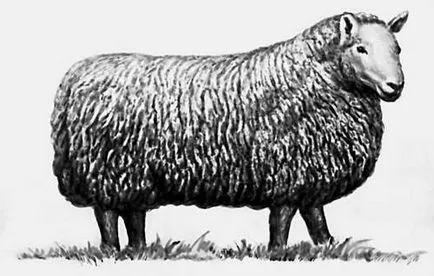 Reguli sacrificările de ovine și caprine