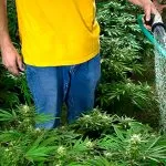 Prolechka marijuana - în creștere de cânepă, marijuana, canabis în aer liber