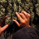 Prolechka marijuana - în creștere de cânepă, marijuana, canabis în aer liber