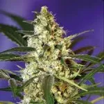 Prolechka marijuana - în creștere de cânepă, marijuana, canabis în aer liber