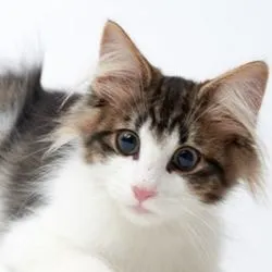 ruptură a diafragmei unei pisici simptome, tratament, cauze - totul despre pisici și pisici cu dragoste