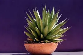 Reproducție cum să crească Agave Agave - Totul despre cactuși în creștere