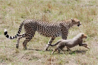 Разкрити тайната на скоростта на леопард - източник на информация за гепарда